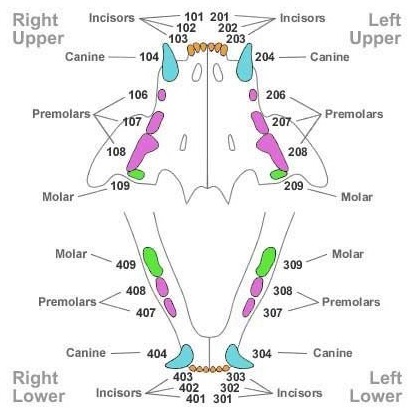Feline teeth3