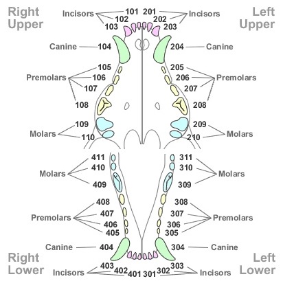 canine teeth3